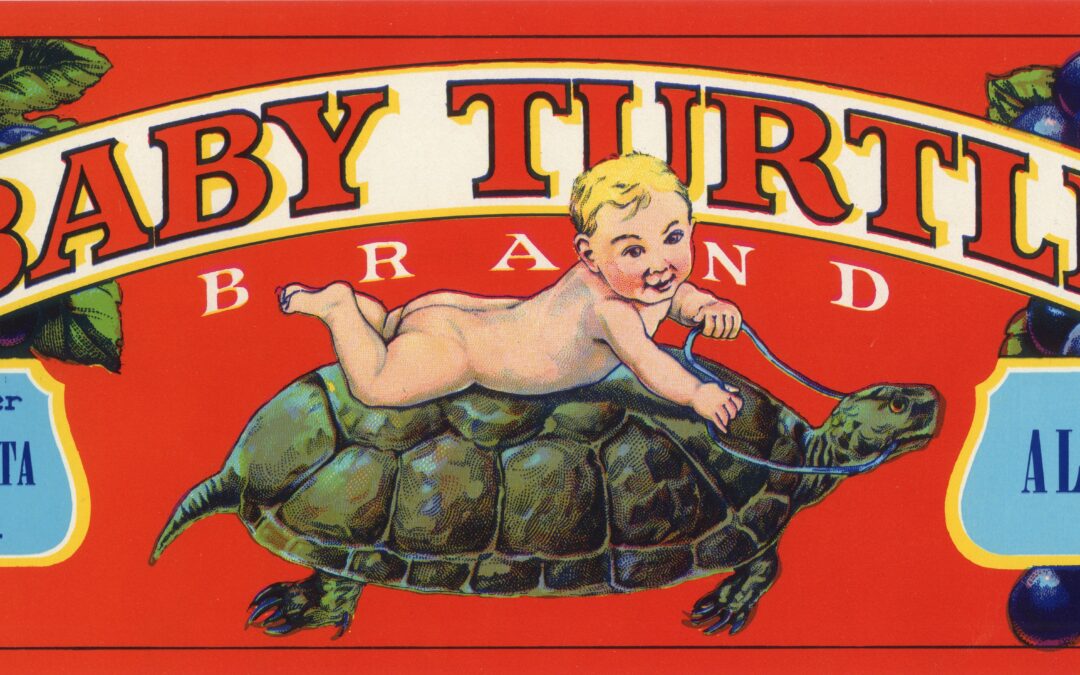Baby Turtle-1