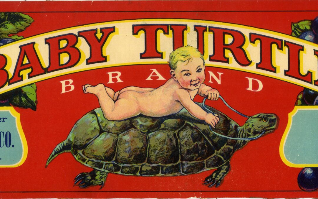 Baby Turtle-2