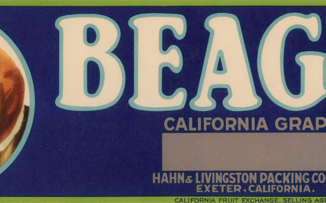Beagle