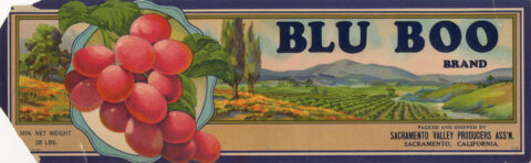 Blu Boo