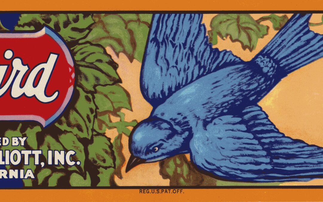 Bluebird-1