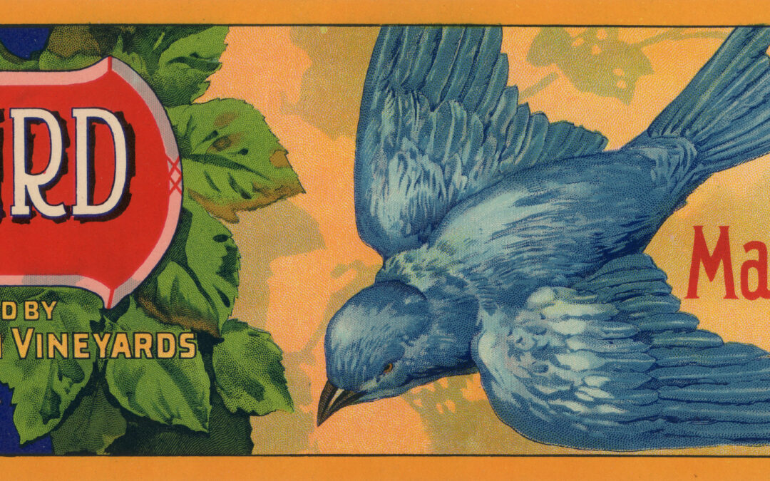 Bluebird-2