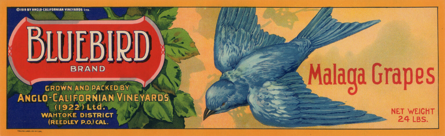 Bluebird-2