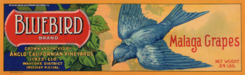 Bluebird-2