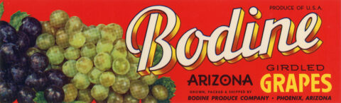 Bodine