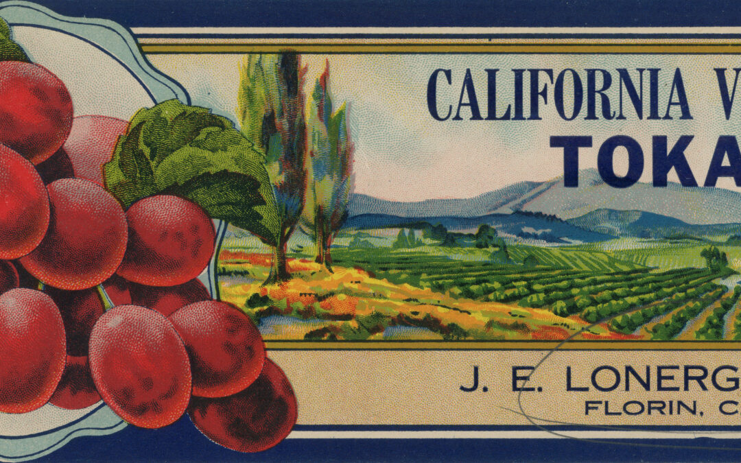 California Vineyards Tokays