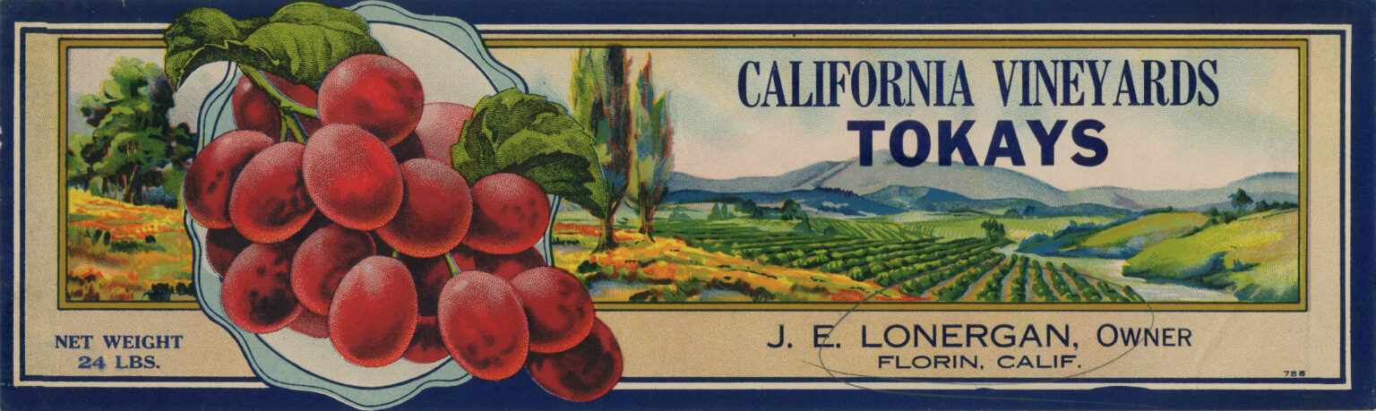 Califormia Vinyards Tokays Califormia Vinyards Tokays