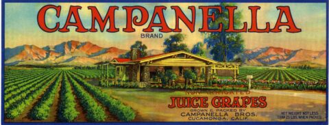 Campanella