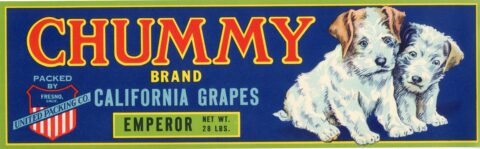 Chummy