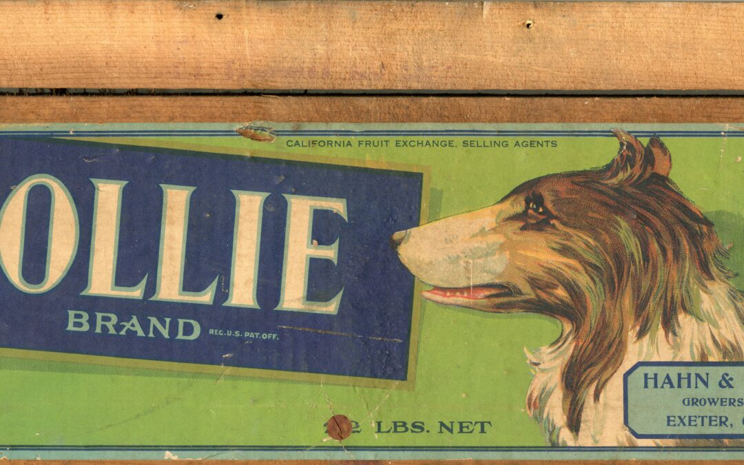 Collie