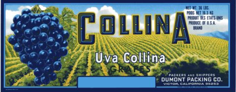 Collina