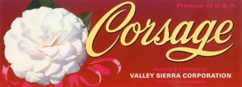 Corsage