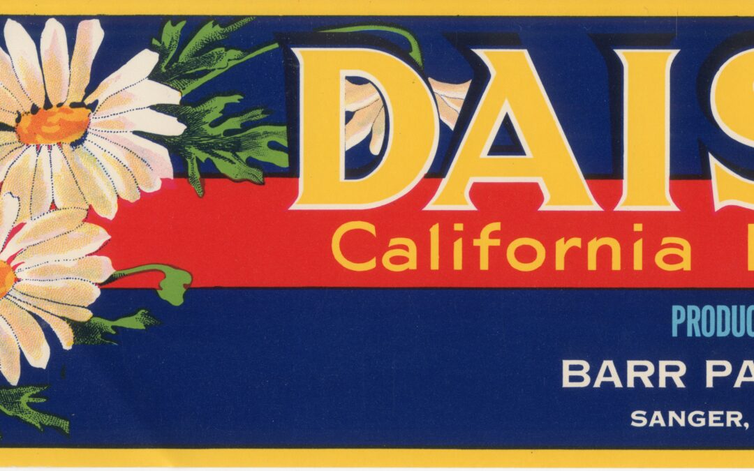 Daisy