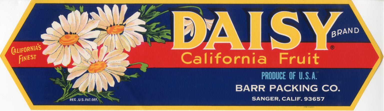 Daisy