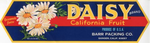 Daisy