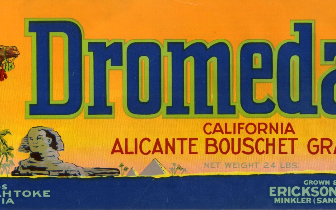 Dromedary