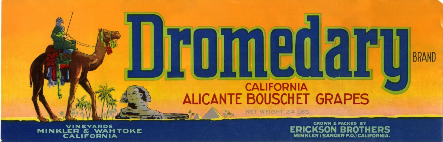 Dromedary