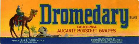 Dromedary