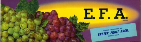E.F.A