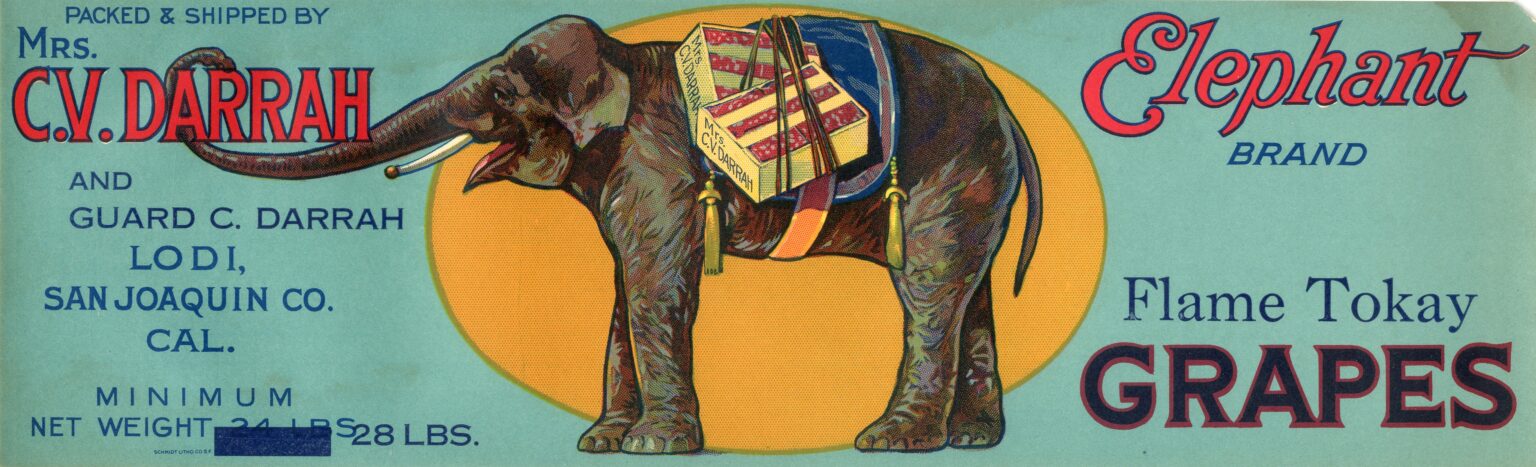 Elephant