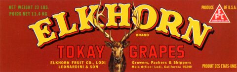 Elkhorn