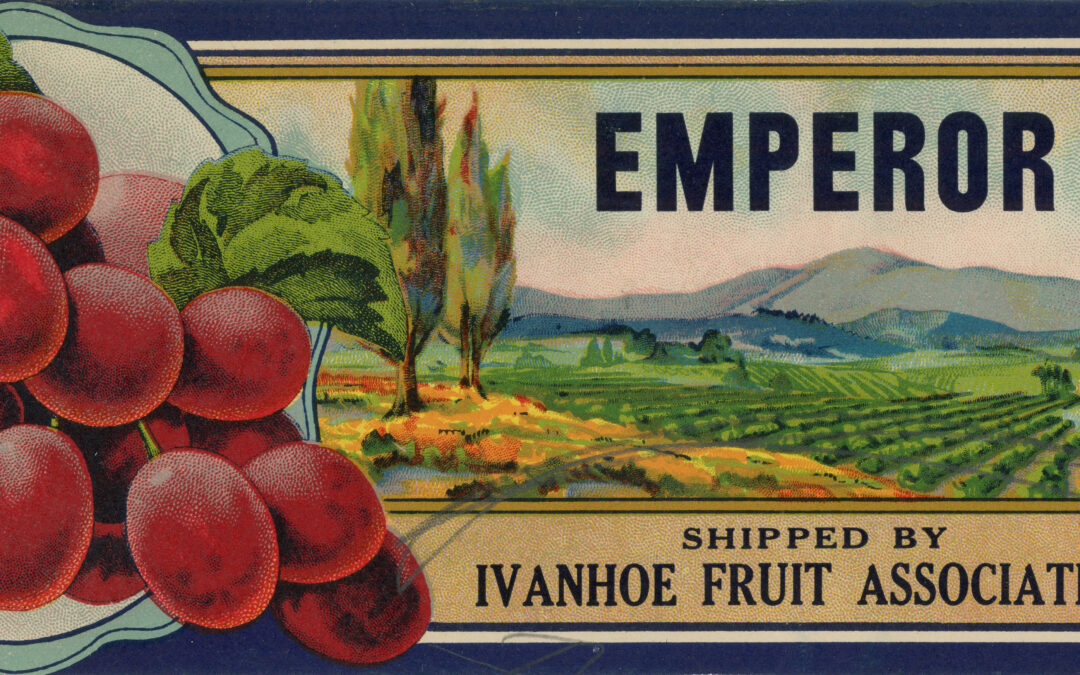 Emperor Grapes-1