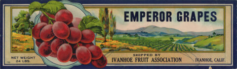 Emperor Grapes-1