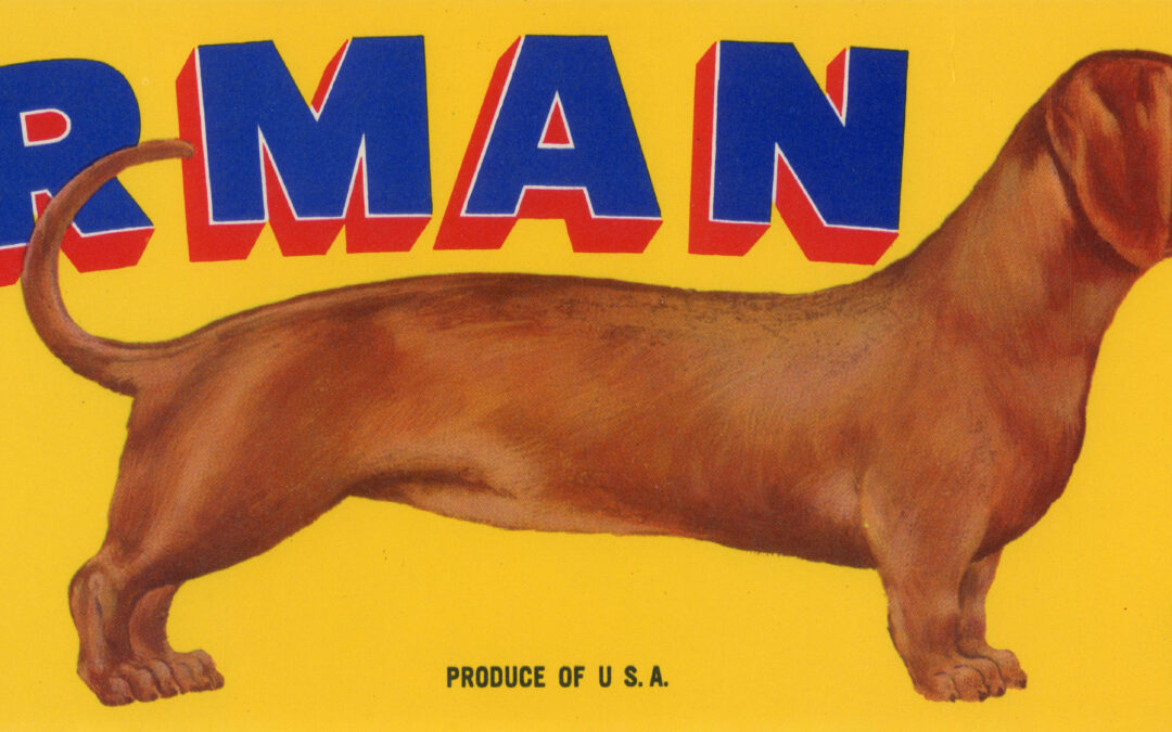 Herman