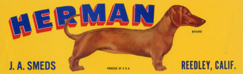 Herman
