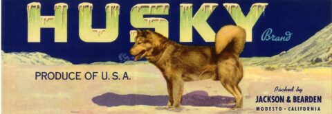 Husky