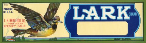Lark