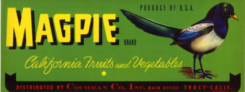 Magpie