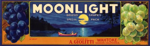 Moonlight