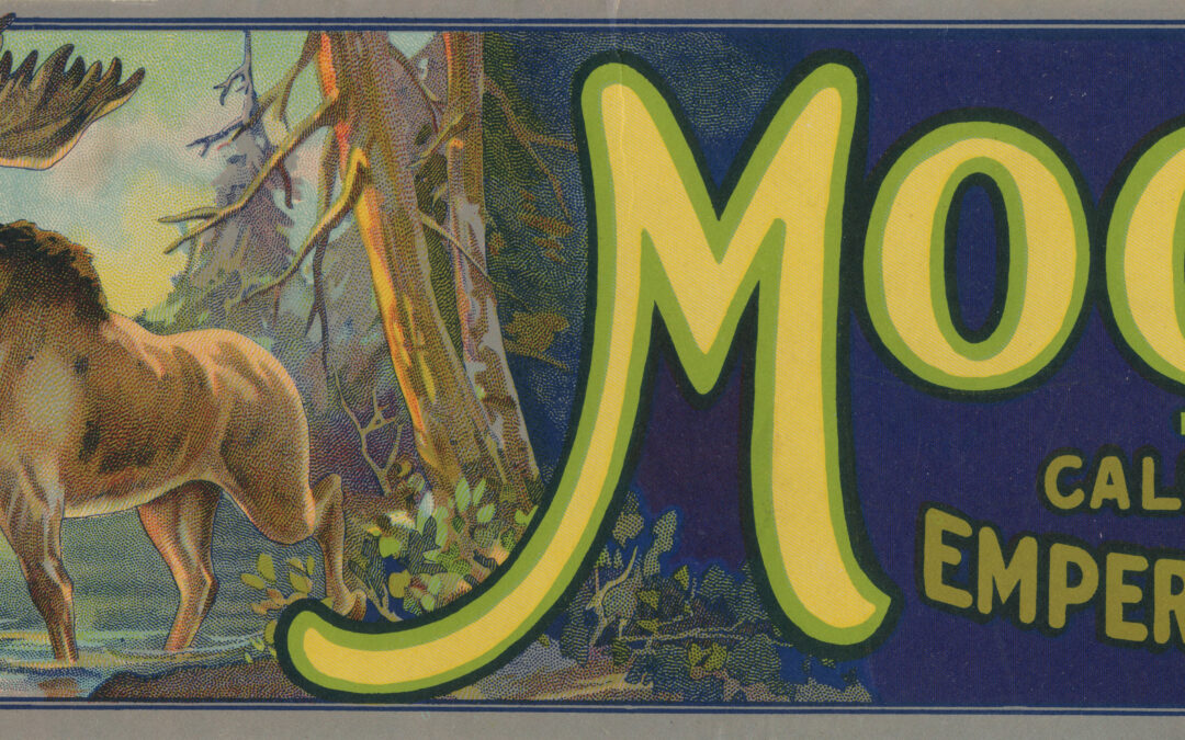 Moose-1
