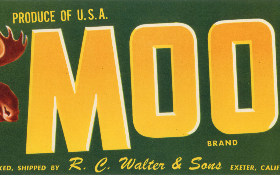 Moose-2