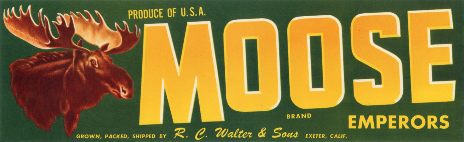 Moose-2