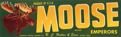 Moose-2