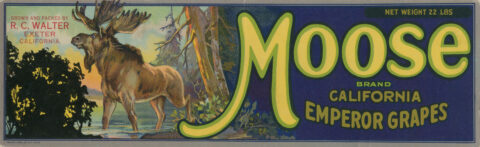 Moose