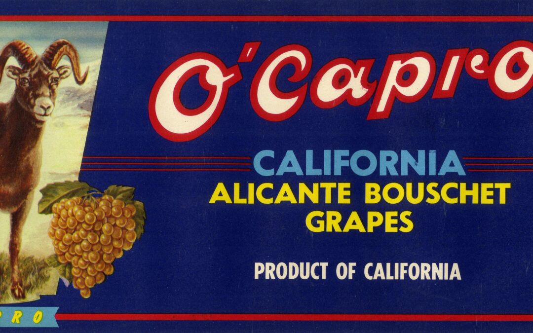 O’Capro-2