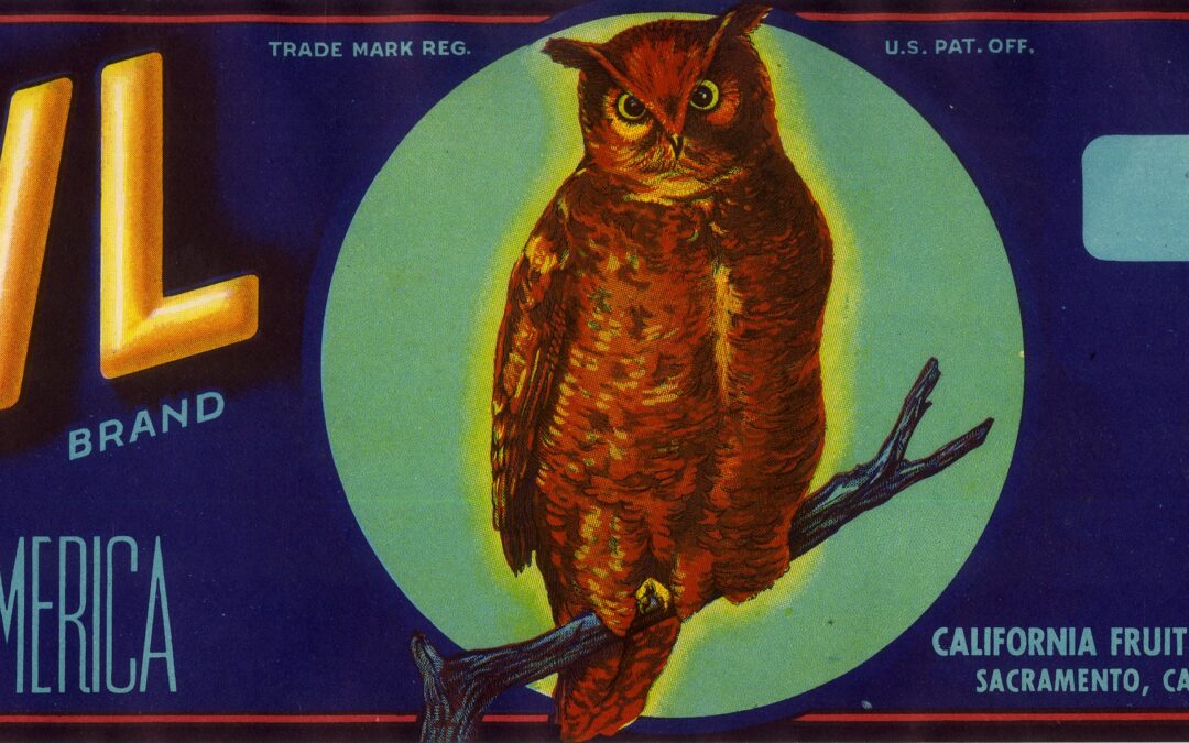 Owl-2