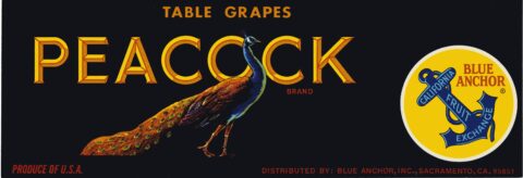 Peacock
