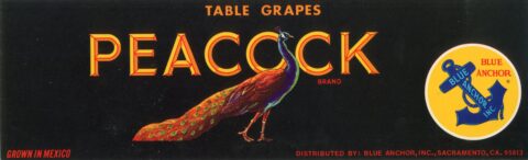 Peacock