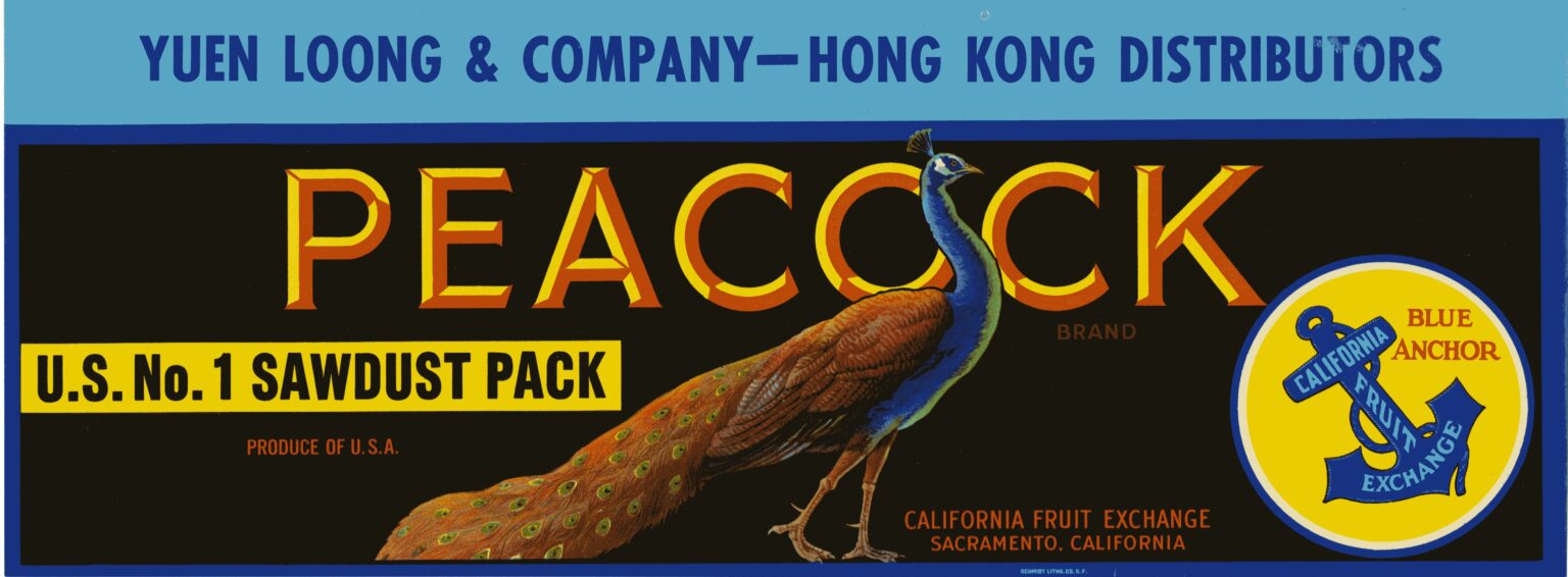 Peacock