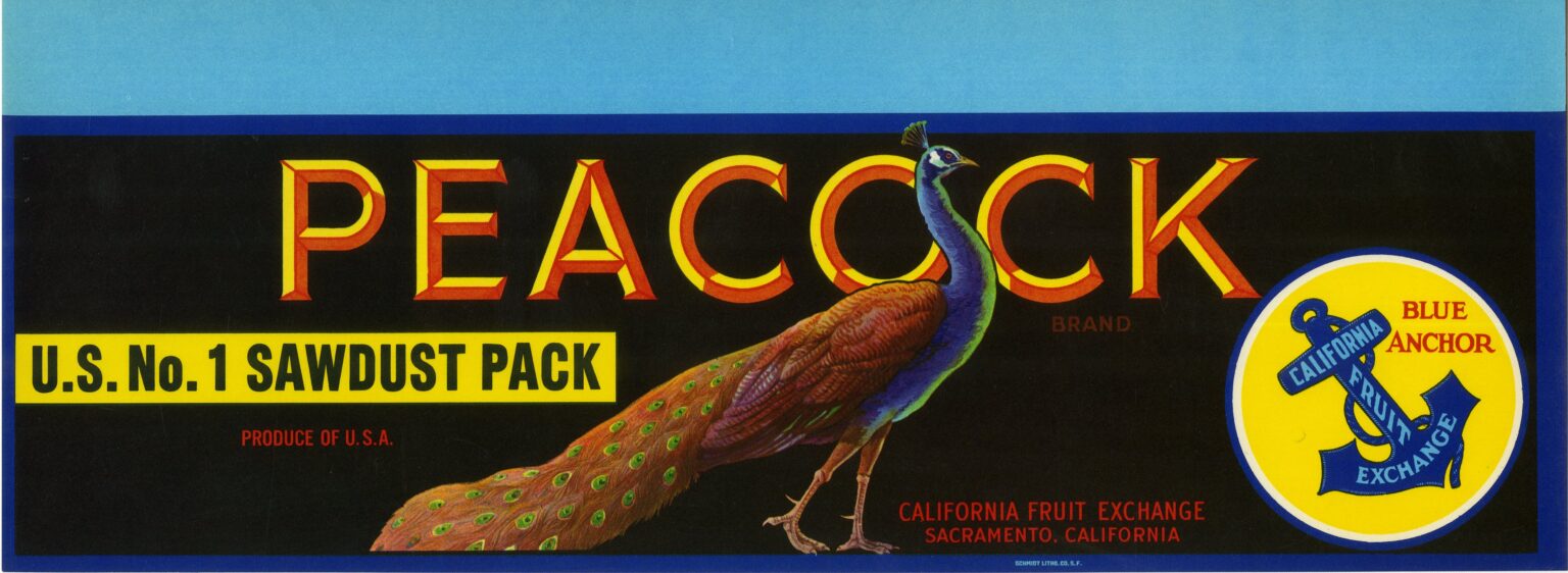 Peacock