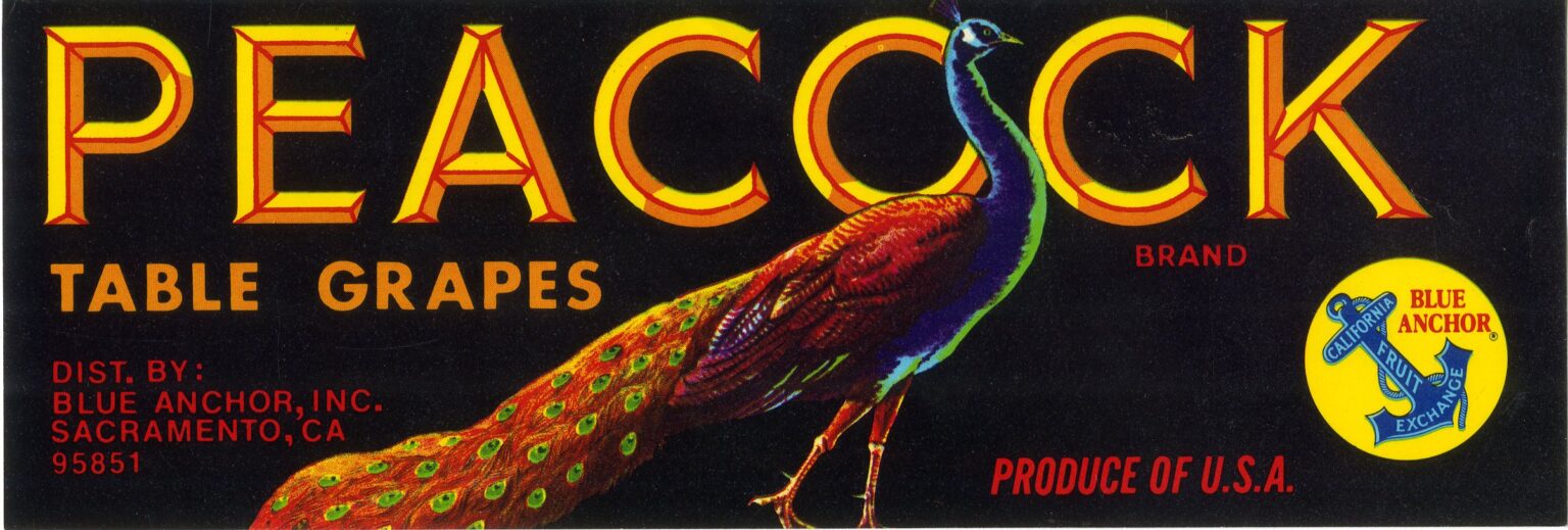 Peacock