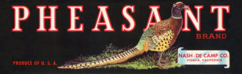 Pheasant