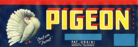 Pigeon