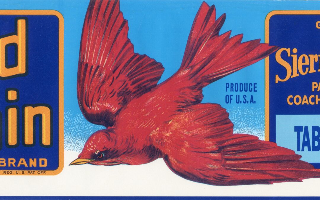 Red Robin-1