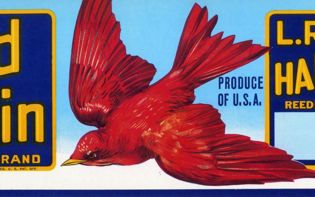 Red Robin-2