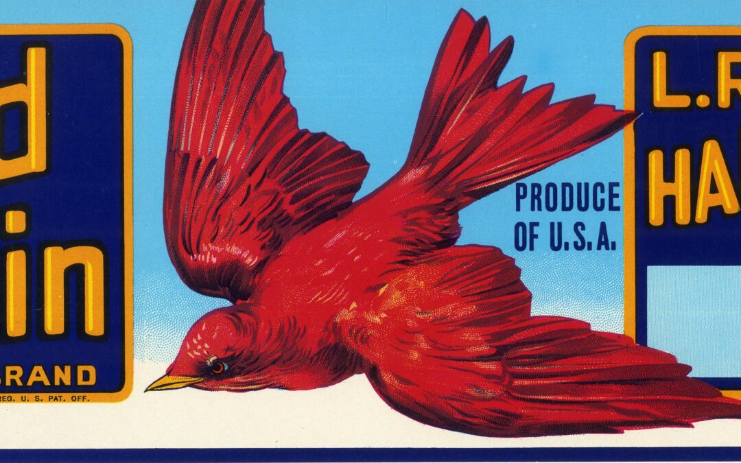 Red Robin-3